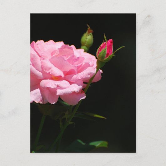 Carte Postale Bud d'un rose (Devant)