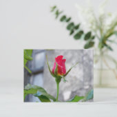 Carte postale Bud Rose unique (Debout devant)
