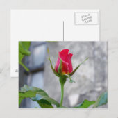 Carte postale Bud Rose unique (Devant / Derrière)