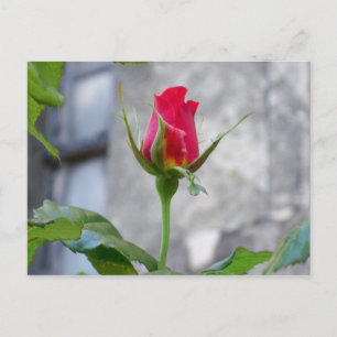 Carte postale Bud Rose unique