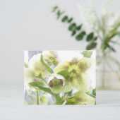 Carte Postale Bud To Blossom - Hellebores blancs (Debout devant)