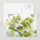 Carte Postale Bud To Blossom - Hellebores blancs (Devant / Derrière)