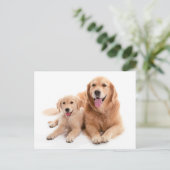 Carte Postale Buddies Golden Retriever (Debout devant)