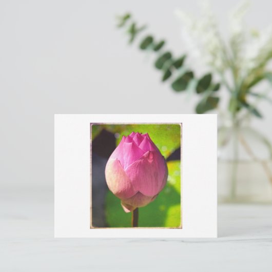 CARTE POSTALE "BUDDING LOTUS" (Debout devant)