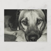 Carte Postale Buddy Postcard (Devant)