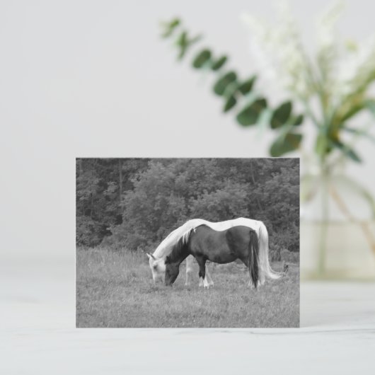 Carte Postale Buddy, s (Debout devant)