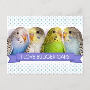 Carte Postale Budgerigars peinture réaliste
