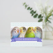 Carte Postale Budgerigars peinture réaliste (Debout devant)