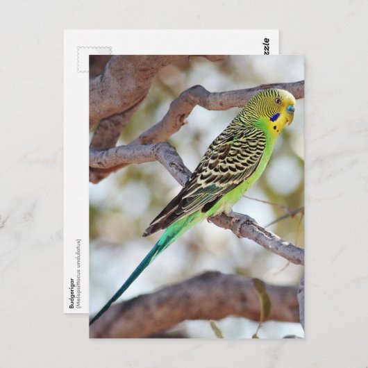 Carte Postale Budget jaune-vert (Devant / Derrière)