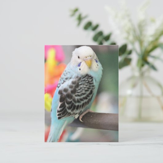 Carte Postale Budgie (Debout devant)