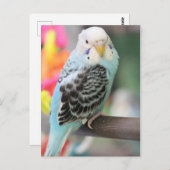 Carte Postale Budgie (Devant / Derrière)