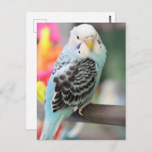 Carte Postale Budgie (Devant / Derrière)
