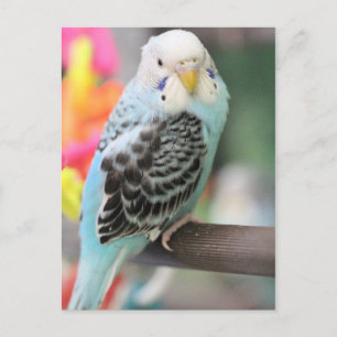 Carte Postale Budgie