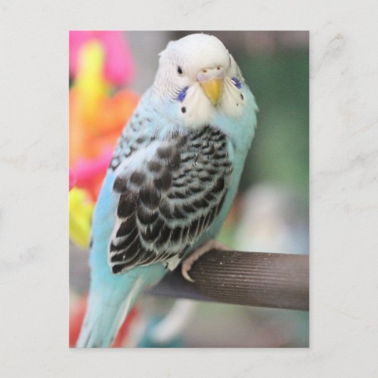 Carte Postale Budgie (Devant)
