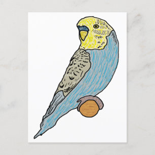 Carte Postale Budgie