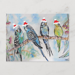 Carte Postale Budgie Aquarelle Peinture oiseau Budgies Noël