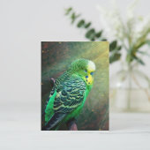 Carte Postale Budgie Bird (Debout devant)