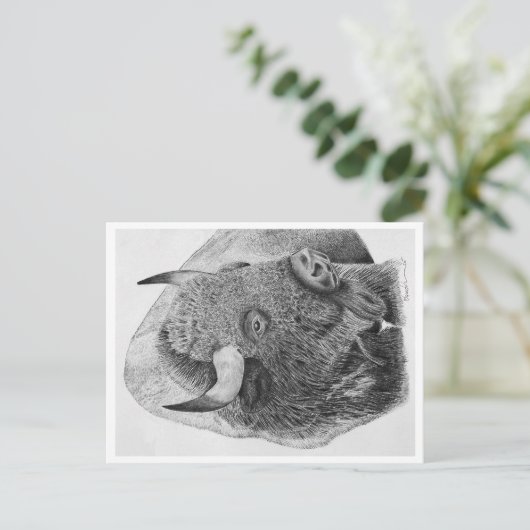 Carte Postale Buffalo (Debout devant)