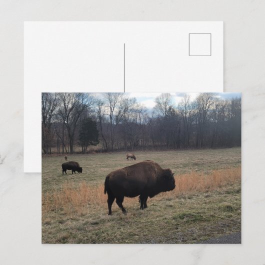 Carte postale Buffalo (Devant / Derrière)