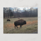 Carte postale Buffalo (Devant)