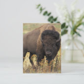 Carte Postale Buffalo (Debout devant)