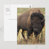 Carte Postale Buffalo (Devant / Derrière)