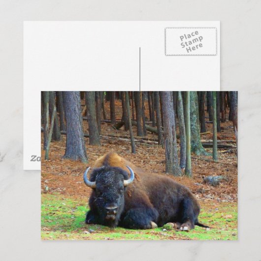 Carte Postale Buffalo (Devant / Derrière)