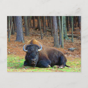 Carte Postale Buffalo