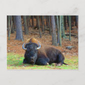 Carte Postale Buffalo (Devant)