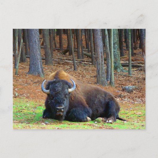 Carte Postale Buffalo (Devant)
