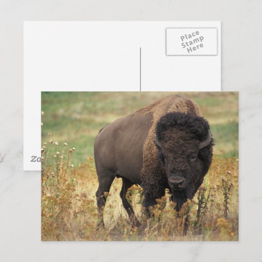 Carte Postale Buffalo (Devant / Derrière)