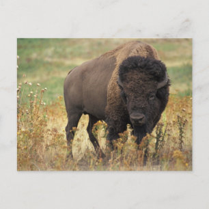 Carte Postale Buffalo