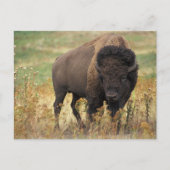 Carte Postale Buffalo (Devant)