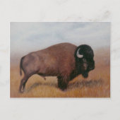 Carte postale Buffalo (Devant)
