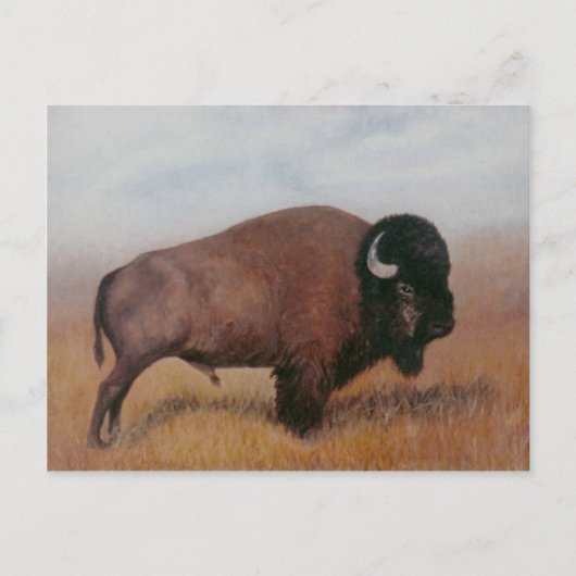 Carte postale Buffalo (Devant)