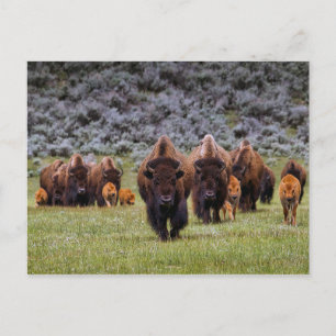 Carte postale Buffalo 2