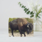 Carte postale Buffalo américain (Debout devant)