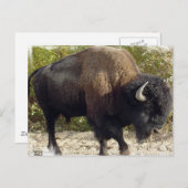 Carte postale Buffalo américain (Devant / Derrière)