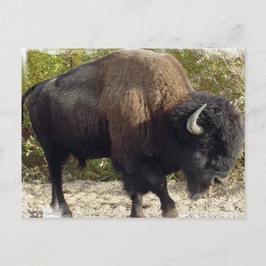 Carte postale Buffalo américain (Devant)