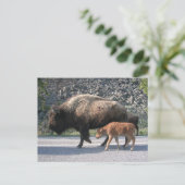 Carte Postale Buffalo de Yellowstone (Debout devant)