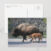 Carte Postale Buffalo de Yellowstone (Devant / Derrière)