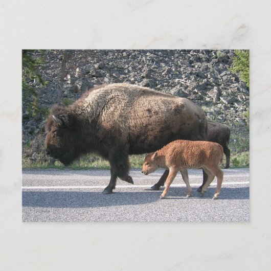 Carte Postale Buffalo de Yellowstone (Devant)