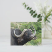 Carte postale Buffalo Grass (Debout devant)
