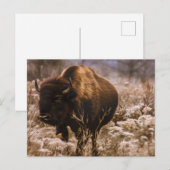 CARTE POSTALE BUFFALO - MINNEOPA STATE PARK - MINNESOTA USA (Devant / Derrière)