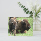 Carte postale Buffalo Picture (Debout devant)