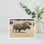 Carte postale Buffalo Yellowstone (Debout devant)
