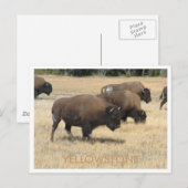 Carte postale Buffalo Yellowstone (Devant / Derrière)