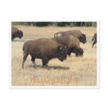 Carte postale Buffalo Yellowstone