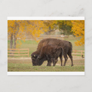 Carte Postale Buffaloes d'automne Vache et veau