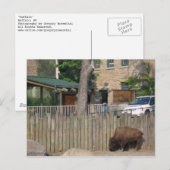 Carte Postale buffle (Devant / Derrière)
